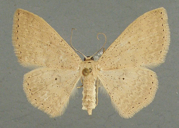 /filer/webapps/moths/media/images/S/spoliata_Scopula_AF_TMSA_01.jpg