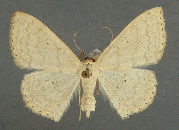 /filer/webapps/moths/media/images/S/spoliata_Scopula_AF_TMSA_02.jpg