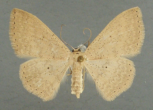 /filer/webapps/moths/media/images/S/spoliata_Scopula_AF_TMSA_03.jpg