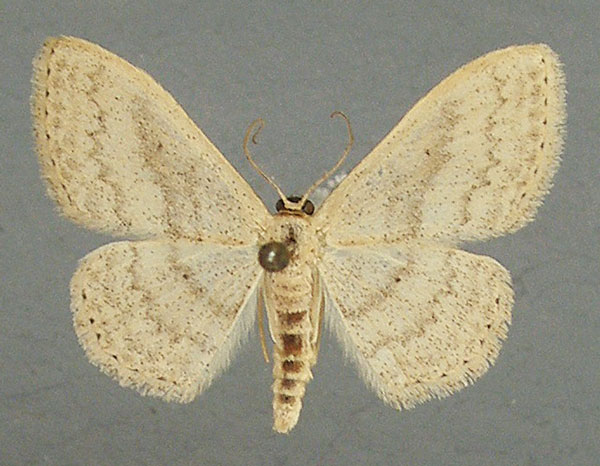 /filer/webapps/moths/media/images/S/spoliata_Scopula_AM_TMSA.jpg
