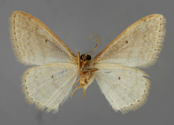 /filer/webapps/moths/media/images/S/spoliata_Scopula_A_ZSM_02.jpg
