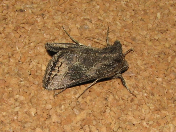 /filer/webapps/moths/media/images/S/spoliata_Thysanoplusia_A_Goff_02.jpg