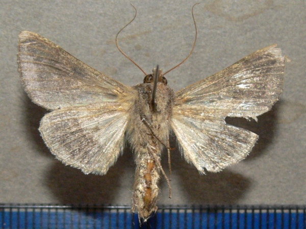 /filer/webapps/moths/media/images/S/spoliata_Thysanoplusia_A_Goffb_01.jpg