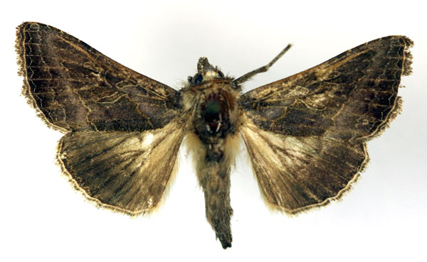 /filer/webapps/moths/media/images/S/spoliata_Thysanoplusia_A_RMCA.jpg