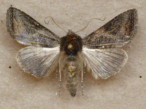 /filer/webapps/moths/media/images/S/spoliata_Trichoplusia_A_Butler.jpg
