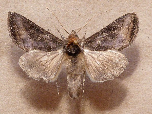 /filer/webapps/moths/media/images/S/spoliata_Trichoplusia_A_Butler_02.jpg