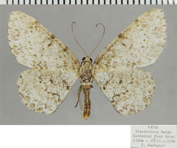 /filer/webapps/moths/media/images/S/spoliataria_Ectropis_AF_ZSM.jpg