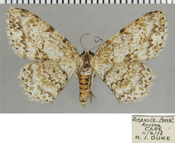 /filer/webapps/moths/media/images/S/spoliataria_Ectropis_AF_ZSMa.jpg