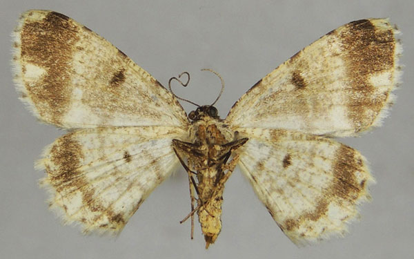 /filer/webapps/moths/media/images/S/spoliataria_Ectropis_AF_ZSMb.jpg