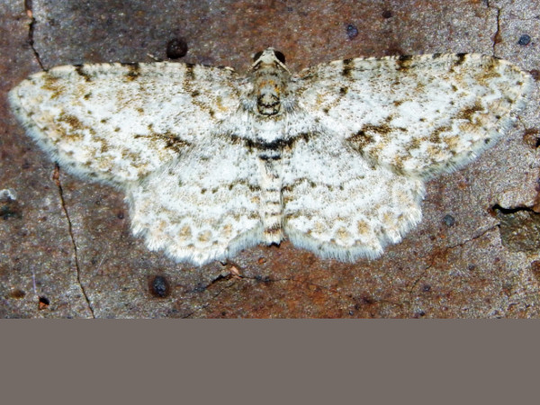 /filer/webapps/moths/media/images/S/spoliataria_Ectropis_A_Grobler.jpg