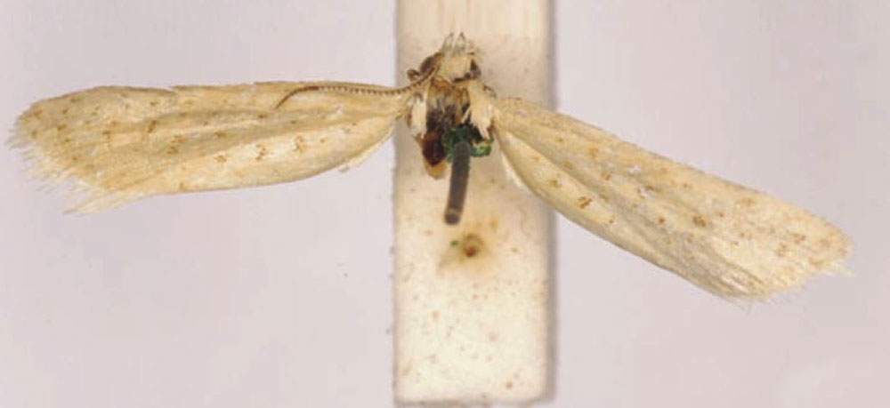 /filer/webapps/moths/media/images/S/sporadias_Tortrix_HT_SAMC.jpg