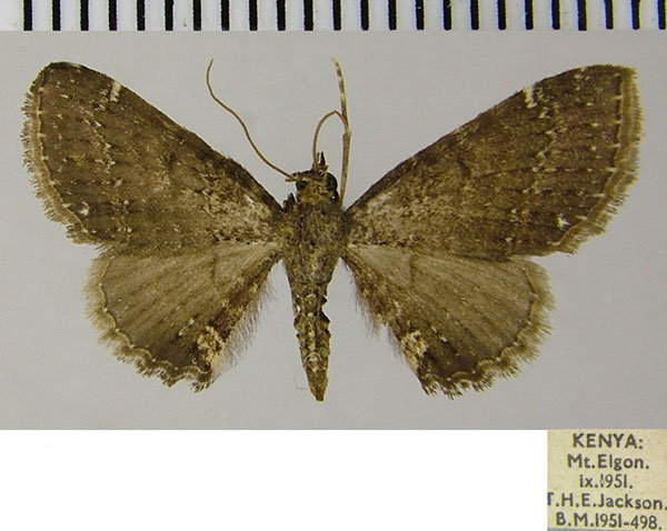 /filer/webapps/moths/media/images/S/sporadica_Eupithecia_AF_ZSM.jpg