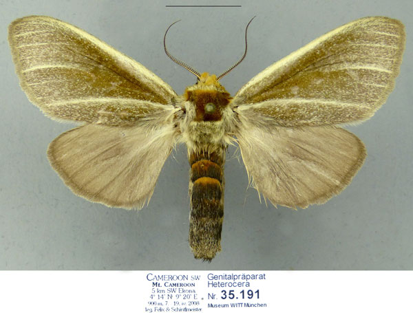 /filer/webapps/moths/media/images/S/spurcata_Antheua_AF_Schintlmeister.jpg