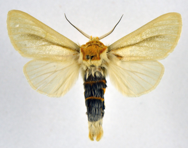 /filer/webapps/moths/media/images/S/spurcata_Antheua_AM_NHMO.jpg