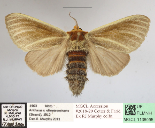 /filer/webapps/moths/media/images/S/spurcata_Antheua_A_MGCLa_01.JPG