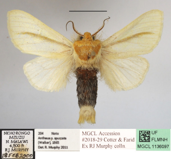 /filer/webapps/moths/media/images/S/spurcata_Antheua_A_MGCLa_02.JPG