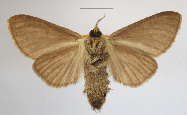 /filer/webapps/moths/media/images/S/spurcata_Antheua_A_MGCLb_01.JPG