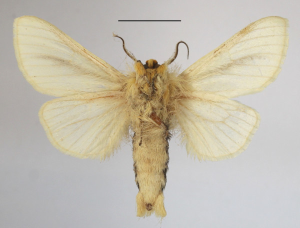 /filer/webapps/moths/media/images/S/spurcata_Antheua_A_MGCLb_02.JPG