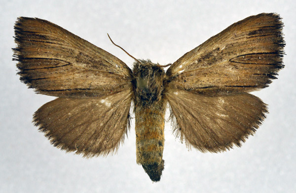 /filer/webapps/moths/media/images/S/spurcata_Eutimia_AF_NHMO.jpg