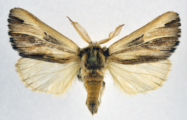 /filer/webapps/moths/media/images/S/spurcata_Eutimia_AM_NHMO.jpg