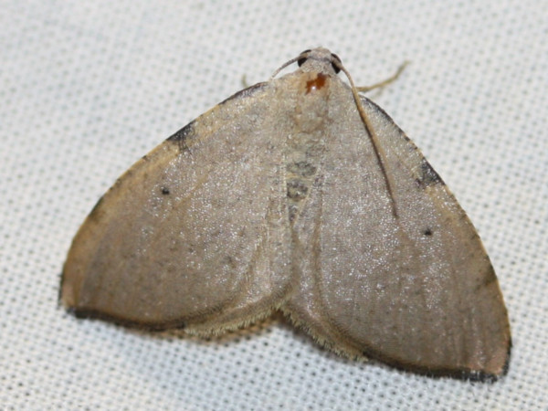 /filer/webapps/moths/media/images/S/spurcata_Platypepla_A_Liebenberg.jpg