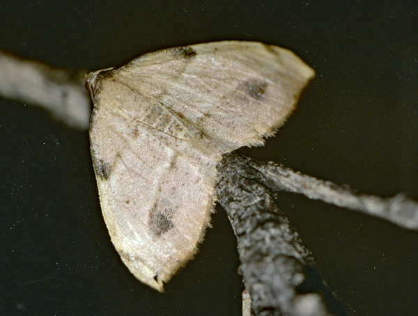 /filer/webapps/moths/media/images/S/spurcata_Platypepla_A_Roland_01.jpg