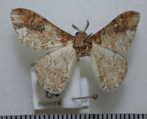 /filer/webapps/moths/media/images/S/spuria_Colocleora_A_Revell.jpg