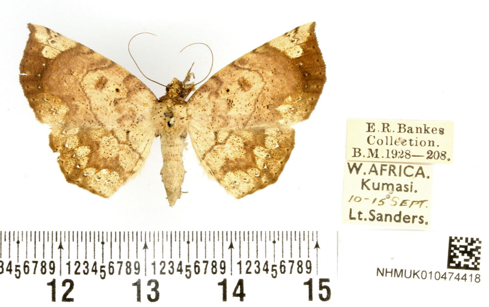 /filer/webapps/moths/media/images/S/spurrelli_Hollandia_PTF_BMNH_01.jpg