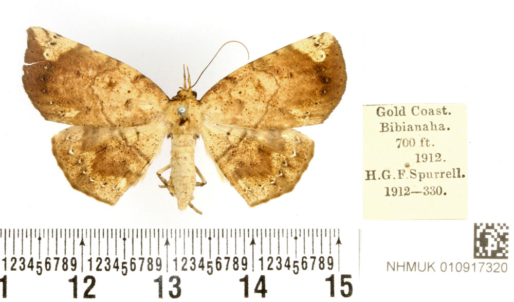 /filer/webapps/moths/media/images/S/spurrelli_Hollandia_PTF_BMNH_02.jpg