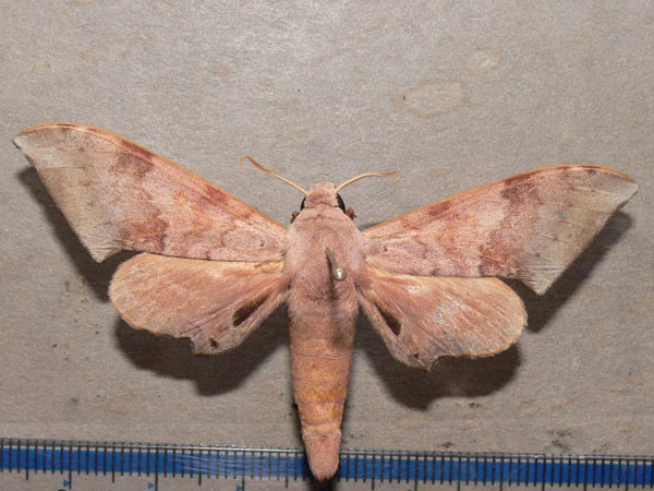 /filer/webapps/moths/media/images/S/spurrelli_Neopolyptychus_A_Goff_01.jpg