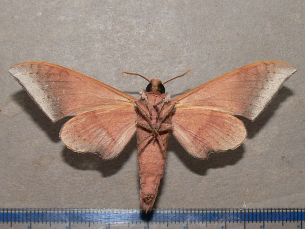 /filer/webapps/moths/media/images/S/spurrelli_Neopolyptychus_A_Goff_02.jpg