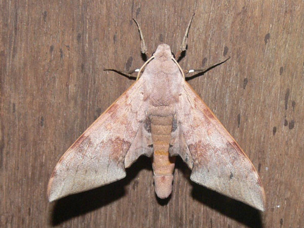/filer/webapps/moths/media/images/S/spurrelli_Neopolyptychus_A_Goff_03.jpg