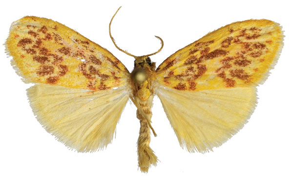 /filer/webapps/moths/media/images/S/spurrelli_Palaeugoa_AM_ZMJU_VCSMhzA.jpg