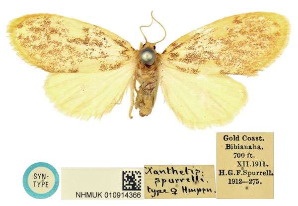 /filer/webapps/moths/media/images/S/spurrelli_Palaeugoa_STF_BMNH.jpg
