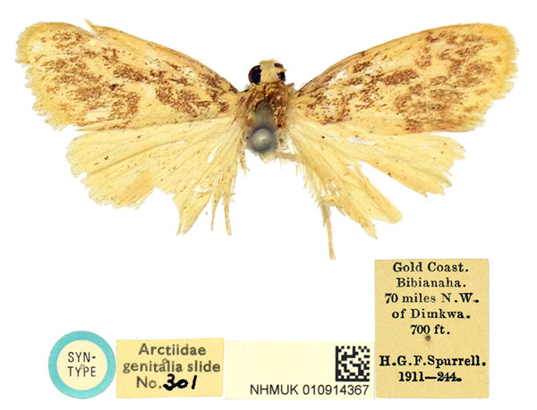 /filer/webapps/moths/media/images/S/spurrelli_Palaeugoa_STM_BMNH.jpg