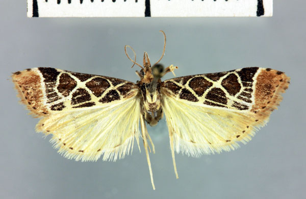 /filer/webapps/moths/media/images/S/squaleralis_Clatrodes_HT_MNHN.jpg