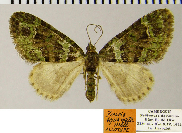 /filer/webapps/moths/media/images/S/squamata_Piercia_AT_ZSM.jpg