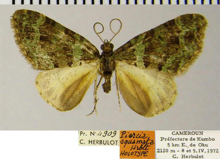 /filer/webapps/moths/media/images/S/squamata_Piercia_HT_ZSMa.jpg