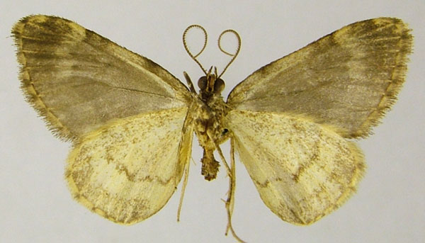 /filer/webapps/moths/media/images/S/squamata_Piercia_HT_ZSMb.jpg
