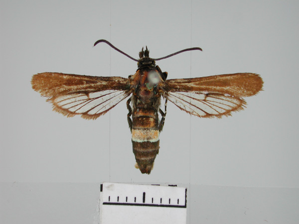 /filer/webapps/moths/media/images/S/squamata_Synanthedon_HT_ZMHB.jpg