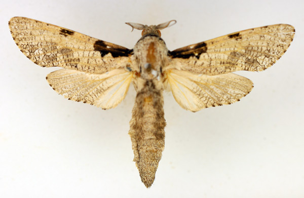 /filer/webapps/moths/media/images/S/squameus_Aethalopteryx_AM_TMSA_01.jpg