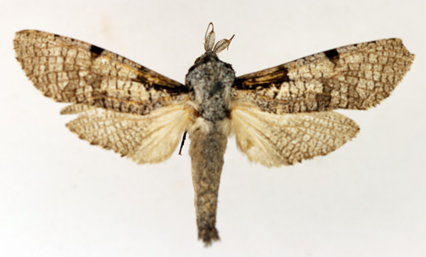 /filer/webapps/moths/media/images/S/squameus_Aethalopteryx_AM_TMSA_02.jpg