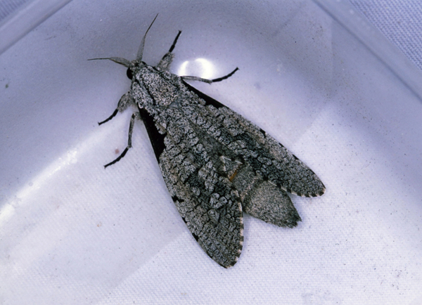 /filer/webapps/moths/media/images/S/squameus_Aethalopteryx_A_Roland_01_qul3nb6.jpg