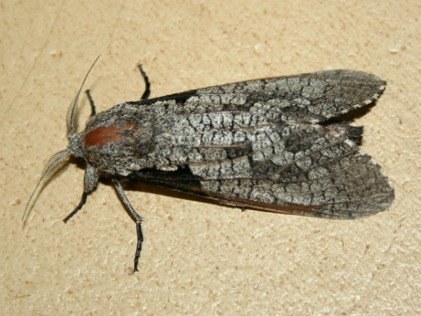 /filer/webapps/moths/media/images/S/squameus_Aethalopteryx_A_Sydes.jpg