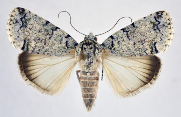 /filer/webapps/moths/media/images/S/squamifera_Blenina_AF_NHMO.jpg