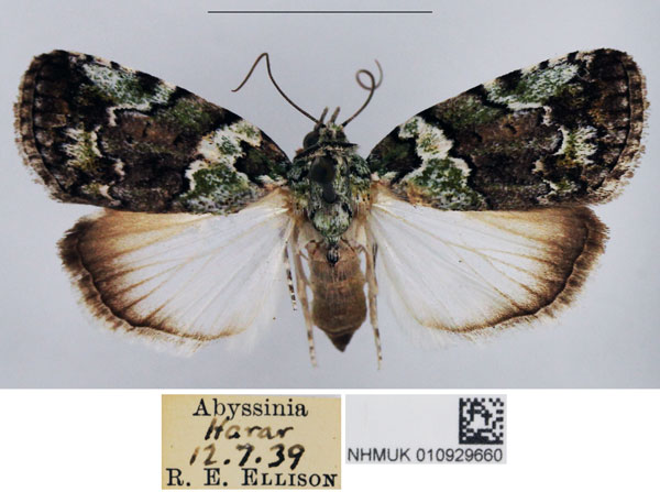 /filer/webapps/moths/media/images/S/squamifera_Blenina_AF_NHMUK.jpg