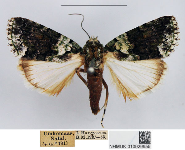 /filer/webapps/moths/media/images/S/squamifera_Blenina_AM_NHMUK_02.jpg