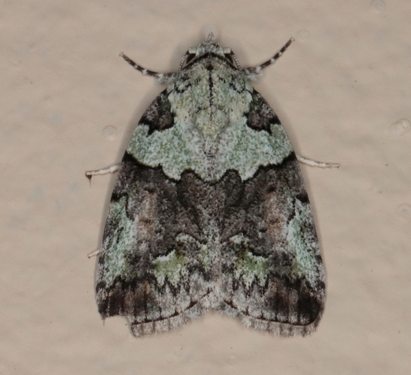 /filer/webapps/moths/media/images/S/squamifera_Blenina_A_Heyns_02.JPG