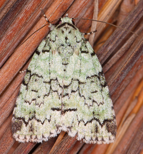 /filer/webapps/moths/media/images/S/squamifera_Blenina_A_Heyns_04.jpg