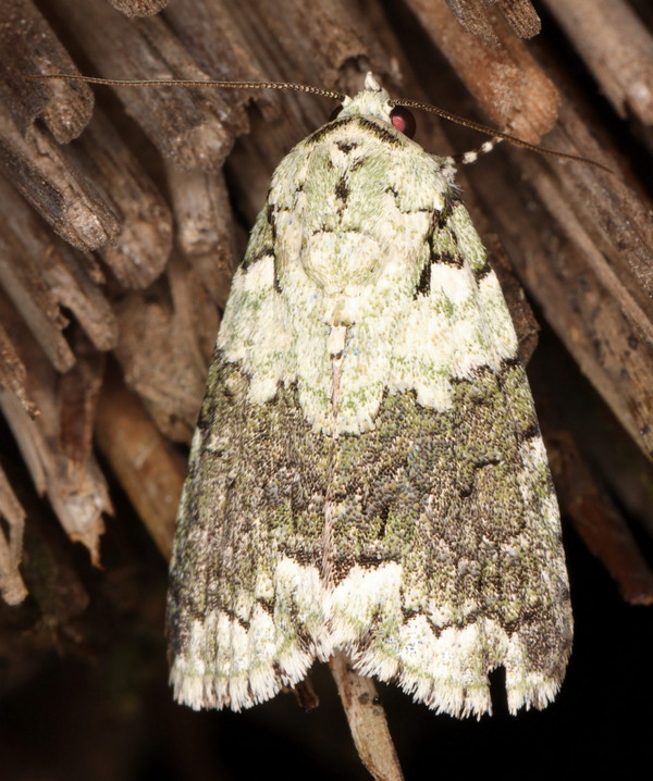 /filer/webapps/moths/media/images/S/squamifera_Blenina_A_Heyns_05.jpg